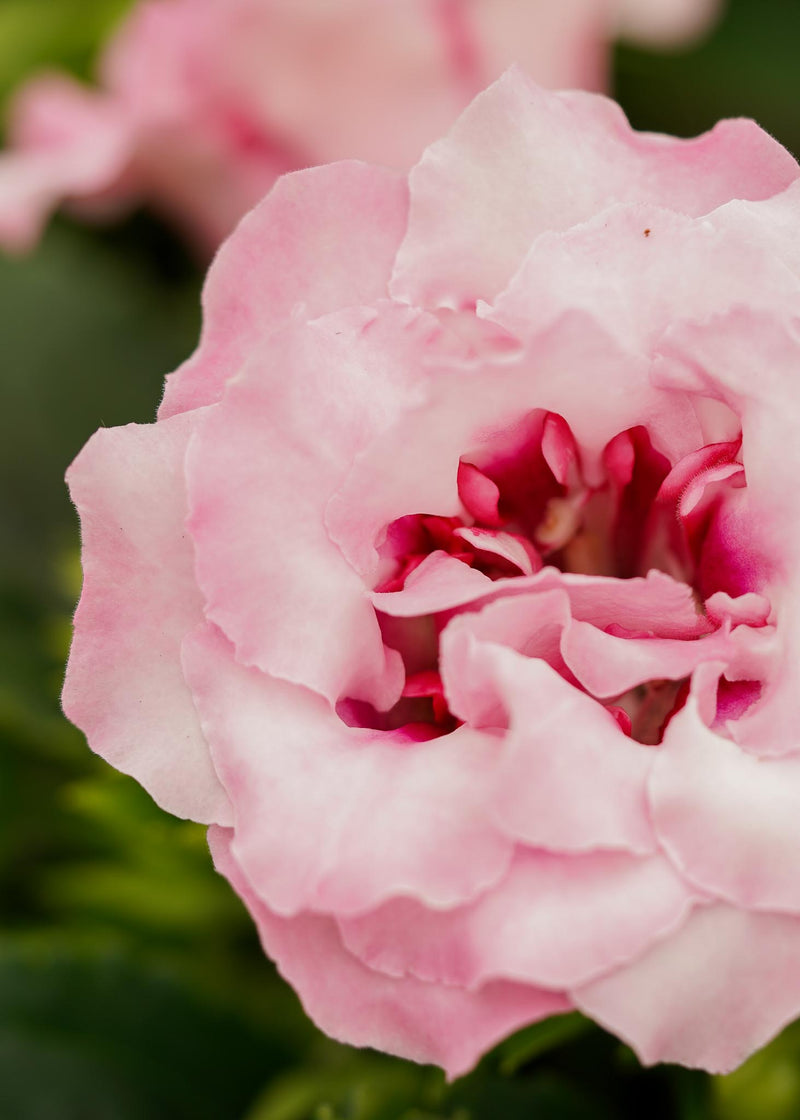 Light Pink Gloxinia Flower seeds for Planting - Low Maintenance, Heirloom & GMO Free Seeds for Home Garden