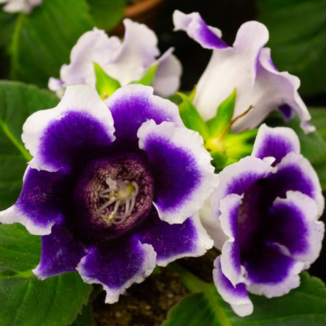 Purple White Gloxinia Flower Seeds for Planting Compact Growth Heirloom & GMO Free Seeds for Home Garden