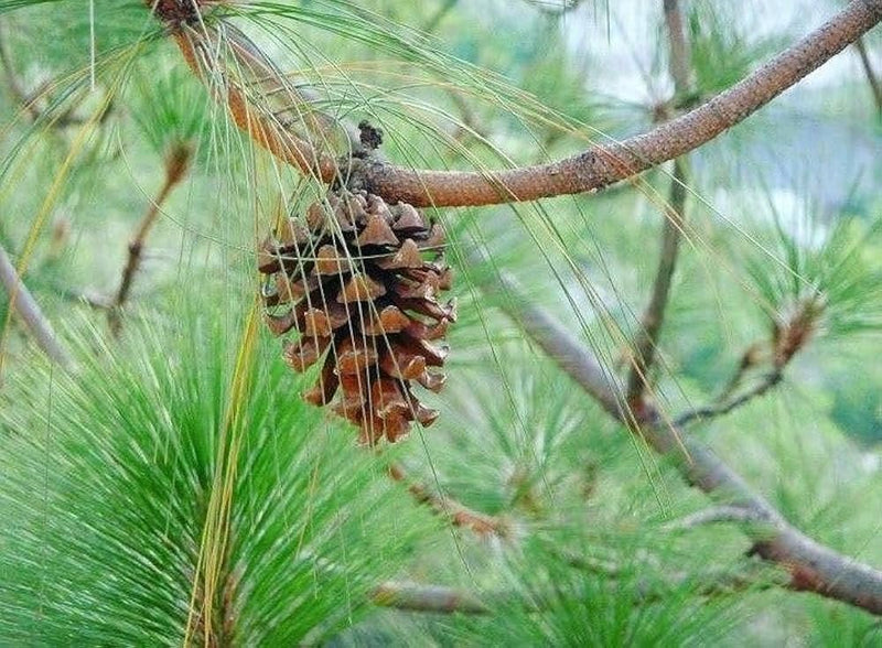 Green Longleaf Pine tree seeds for planting
