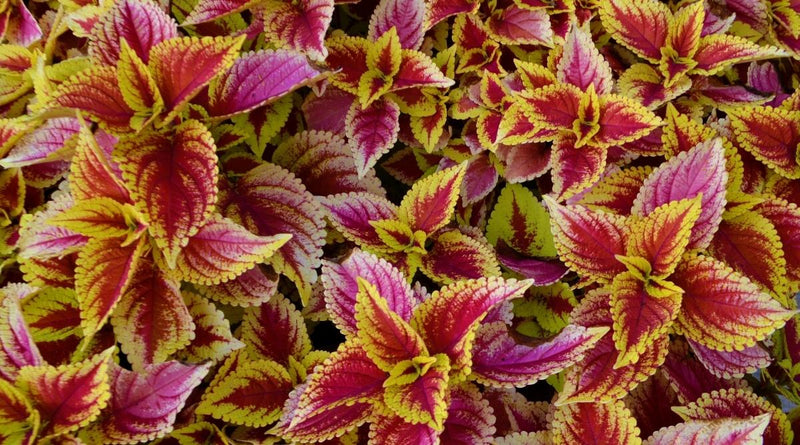 Light Yellow & Pink Coleus Flower seeds for Planting - Cut Flower Favorite, Heirloom & GMO Free Seeds for Home Garden