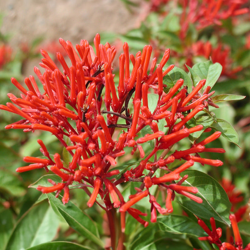 Hamelia Patens Flower seeds for Planting Fragrant Blossoms Heirloom & GMO Free Seeds for Home Garden
Sale for planting in home garden