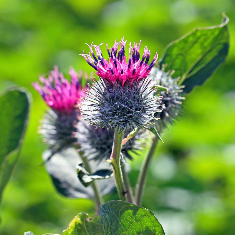 Arctium Lappa Flower seeds for Planting Hardy Variety Heirloom & GMO Free Seeds for Home Garden