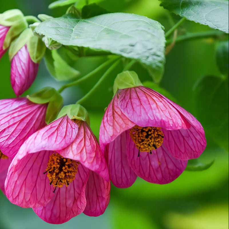 Pink Abutilon Striatum Flower seeds for Planting - Wildflower Mix, Heirloom & GMO Free Seeds for Home Garden