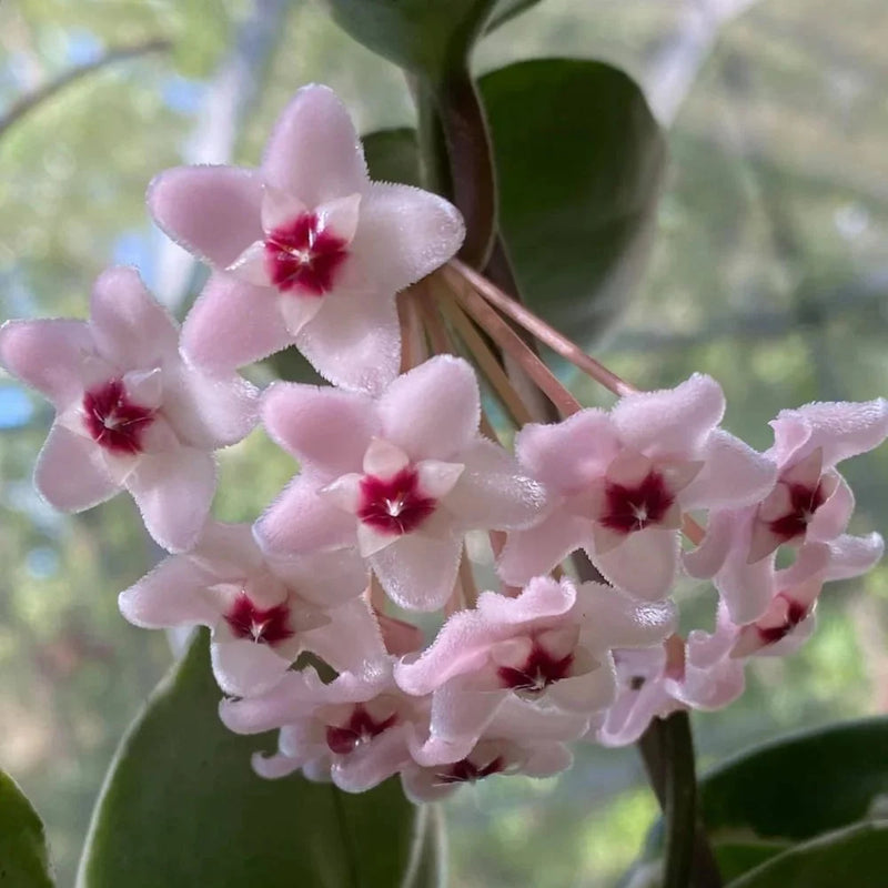Cream Hoya Flower Seeds for Planting Compact Growth Heirloom & GMO Free Seeds for Home Garden
Sale