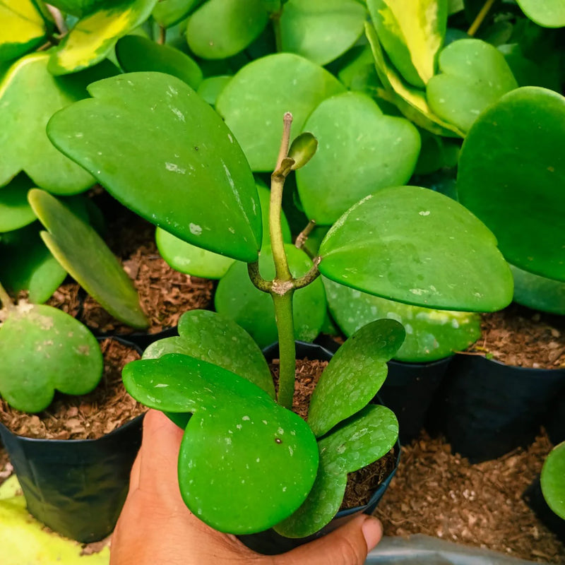 Green Hoya Kerrii Flower seeds for Planting - Sun Loving, Heirloom & GMO Free Seeds for Home Garden