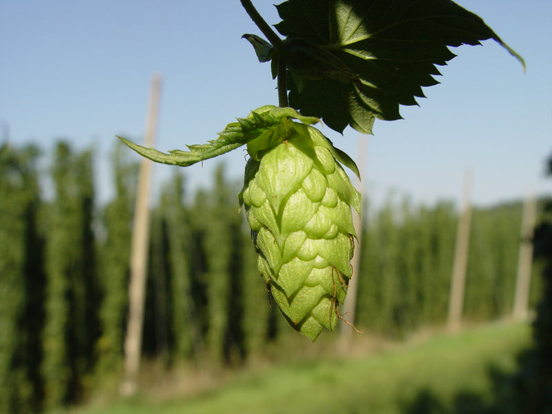 Light Green Humulus Lupulus Flower seeds for Planting - Long Bloom Season, Heirloom & GMO Free Seeds for Home Garden