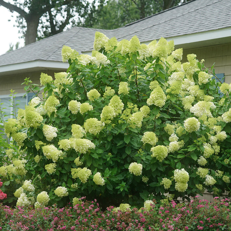 Hydrangea Light Green Flower seeds for Planting - Long Bloom Season, Heirloom & GMO Free Seeds for Home Garden