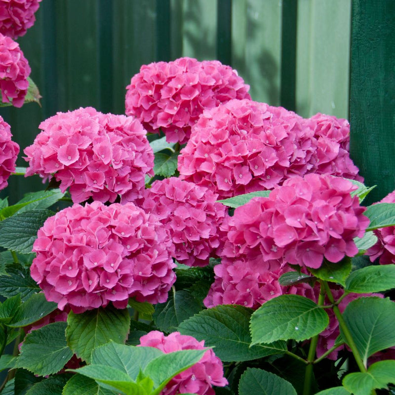 Pink Hydrangea Flower seeds for Planting - Fragrant Blossoms, Heirloom & GMO Free Seeds for Home Garden
