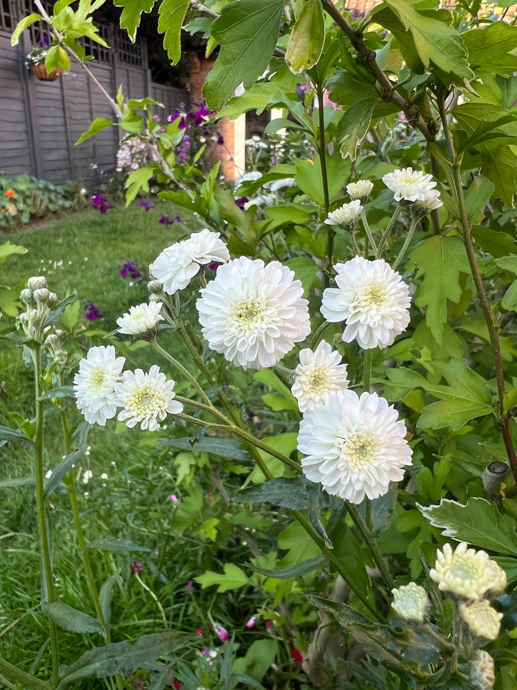 Ptarmica Flower seeds for Planting Shade Tolerant Heirloom & GMO Free Seeds for Home Garden
Sale for planting in home garden