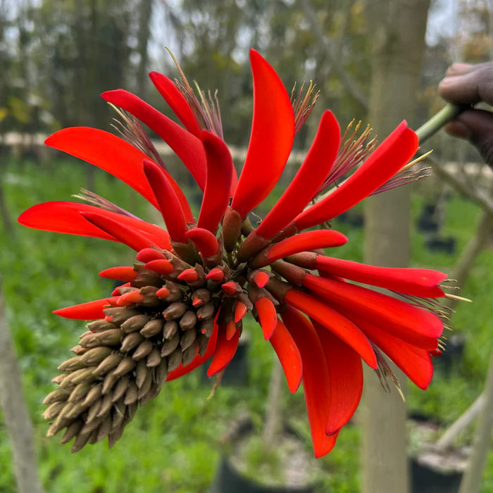 Erythrina Flower seeds for Planting - Seasonal Bloomer, Heirloom & GMO Free Seeds for Home Garden