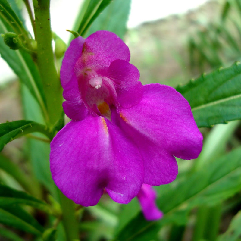 White Violet Balsam Flower Seeds for Planting – Fragrant Blossoms Heirloom & NonGMO Seeds for Home Garden
Sale