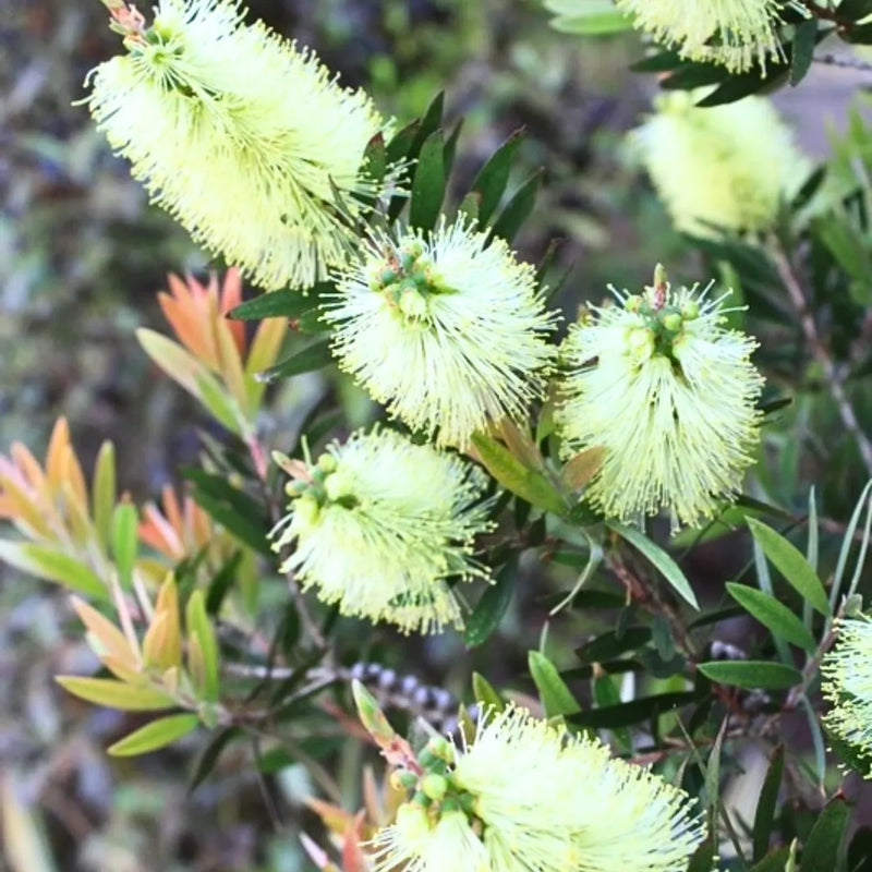 White Callistemon Flower Seeds for Planting Drought Tolerant Heirloom & GMO Free Seeds for Home Garden
Sale