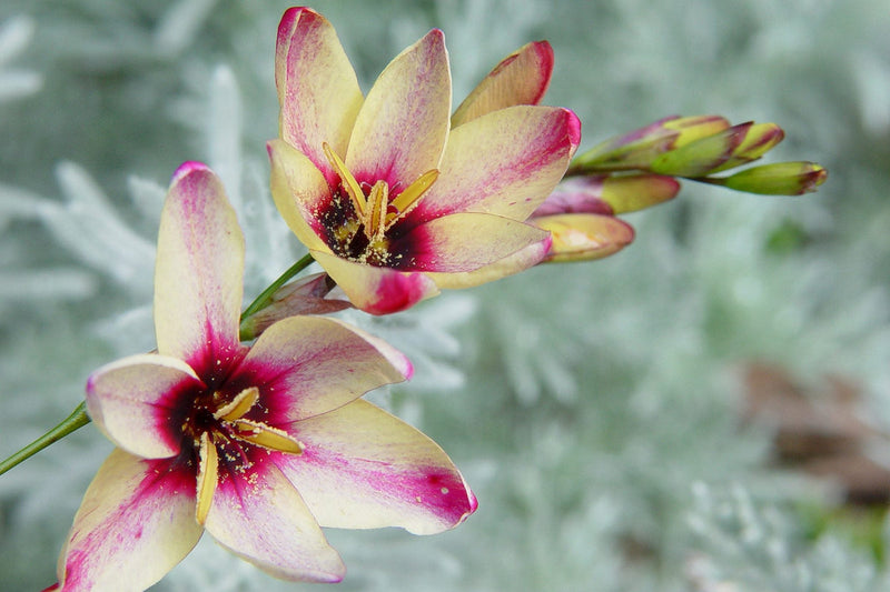 Ixia Flower seeds for Planting - Pollinator Friendly, Heirloom & GMO Free Seeds for Home Garden
Sale seeds for home garden
