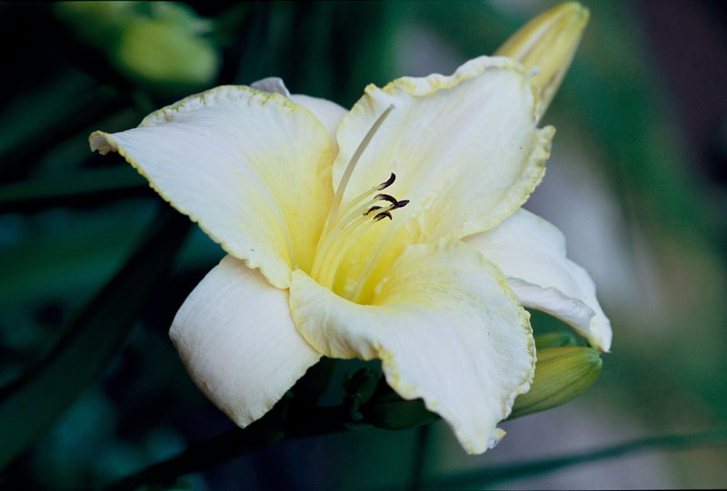Hemerocallis Lady Elizabeth Flower seeds for Planting Low Maintenance Heirloom & GMO Free Seeds for Home Garden