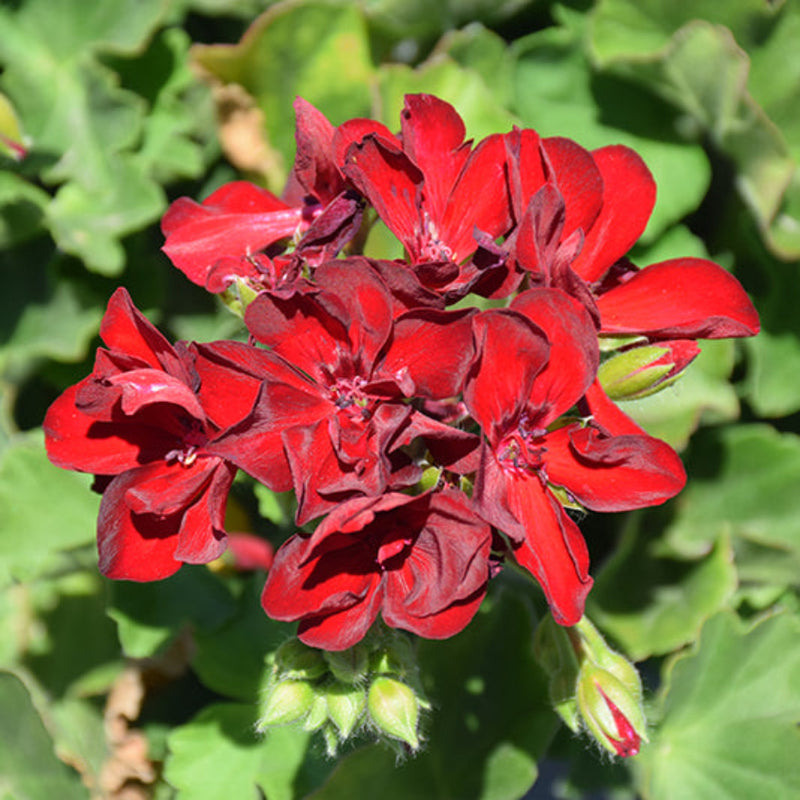 Maroon Univalve Geranium Flower seeds for Planting - Drought Tolerant, Heirloom & GMO Free Seeds for Home Garden