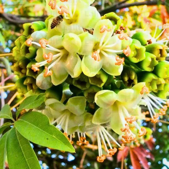 Green Ceiba Pentandra Flower seeds for Planting - Perfect for Borders, Heirloom & GMO Free Seeds for Home Garden
Sale
