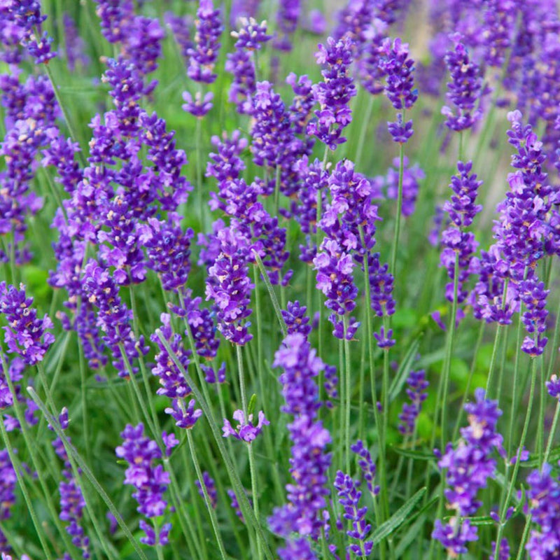 Lavender Munstead Flower seeds for Planting Low Maintenance Heirloom & GMO Free Seeds for Home Garden