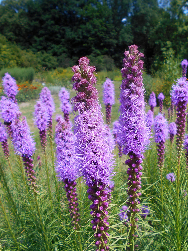 Purple Liatris Spicata Flower seeds for Planting - Low Maintenance, Heirloom & GMO Free Seeds for Home Garden