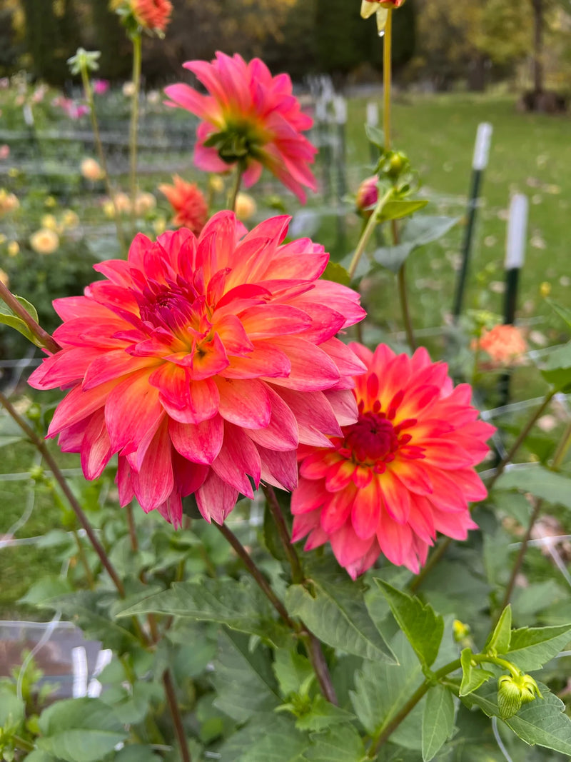 September Morn Dahlia Flower seeds for Planting - Fragrant Blossoms, Heirloom & GMO Free Seeds for Home Garden