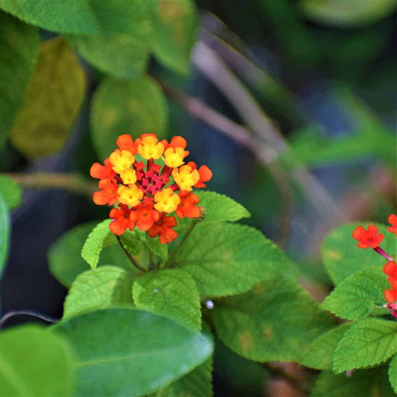 Green Lantana Flower seeds for Planting Seasonal Bloomer Heirloom & GMO Free Seeds for Home Garden
Sale seeds for home garden planting