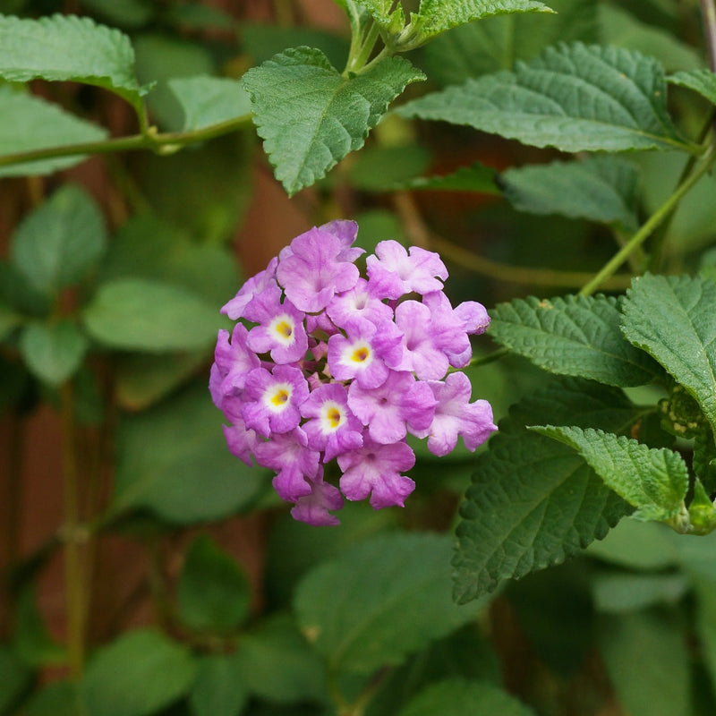 Violet Lantana Flower Seeds Long Bloom Season Heirloom & GMO Free Seeds for Home Garden
Sale