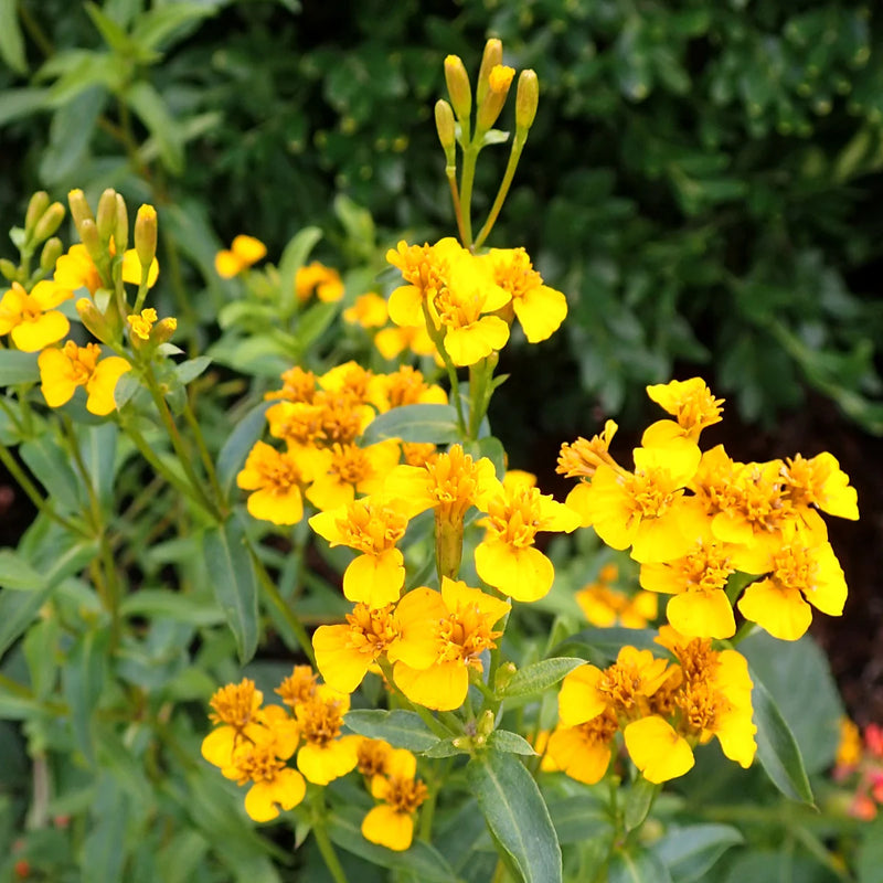 Tagetes Lucida Flower seeds for Planting - Cut Flower Favorite, Heirloom & GMO Free Seeds for Home Garden