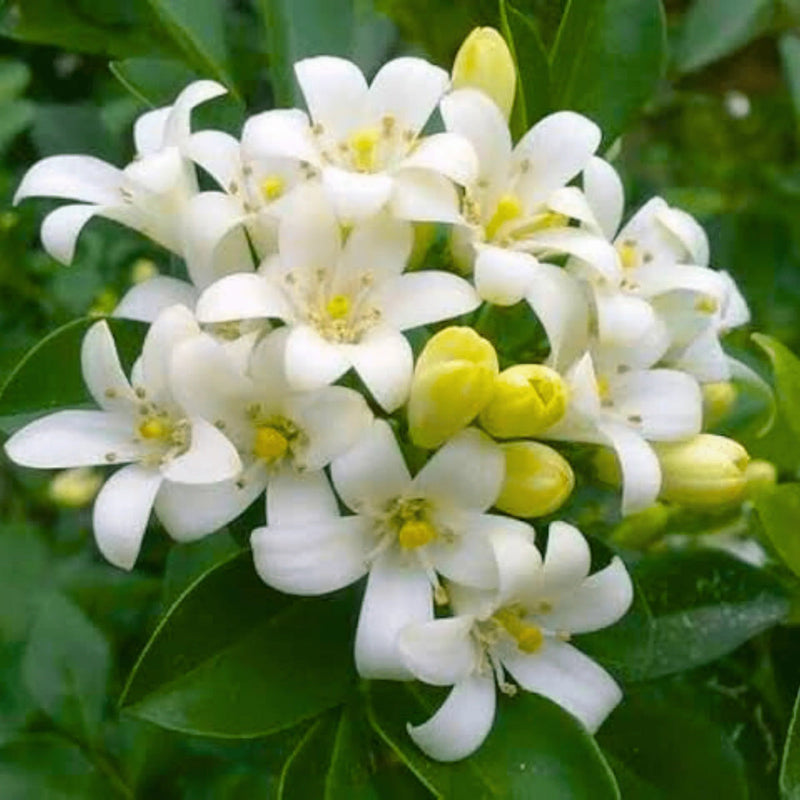 White Murraya Flower seeds for Planting - Hardy Variety, Heirloom & GMO Free Seeds for Home Garden
Sale seeds for planting in home garden