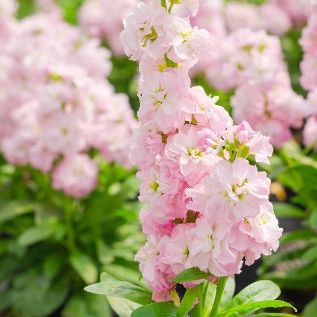 Light Pink Matthiola Flower seeds for Planting - Colorful Display, Heirloom & GMO Free Seeds for Home Garden