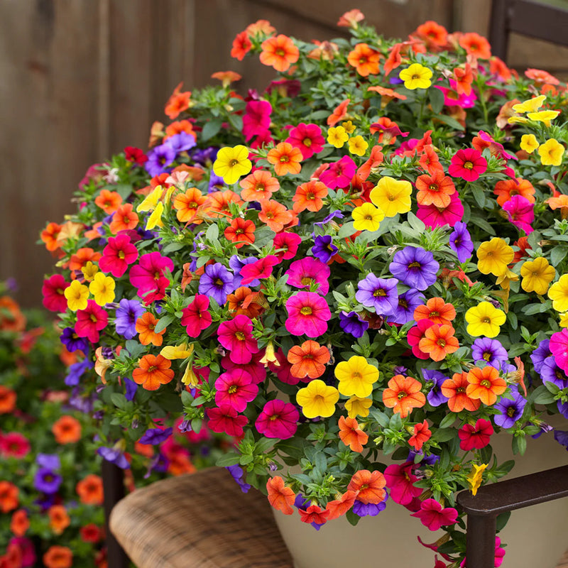 Heirloom Mixed Calibrachoa Flower seeds for Planting Garden Favorite Heirloom & GMO Free Seeds for Home Garden