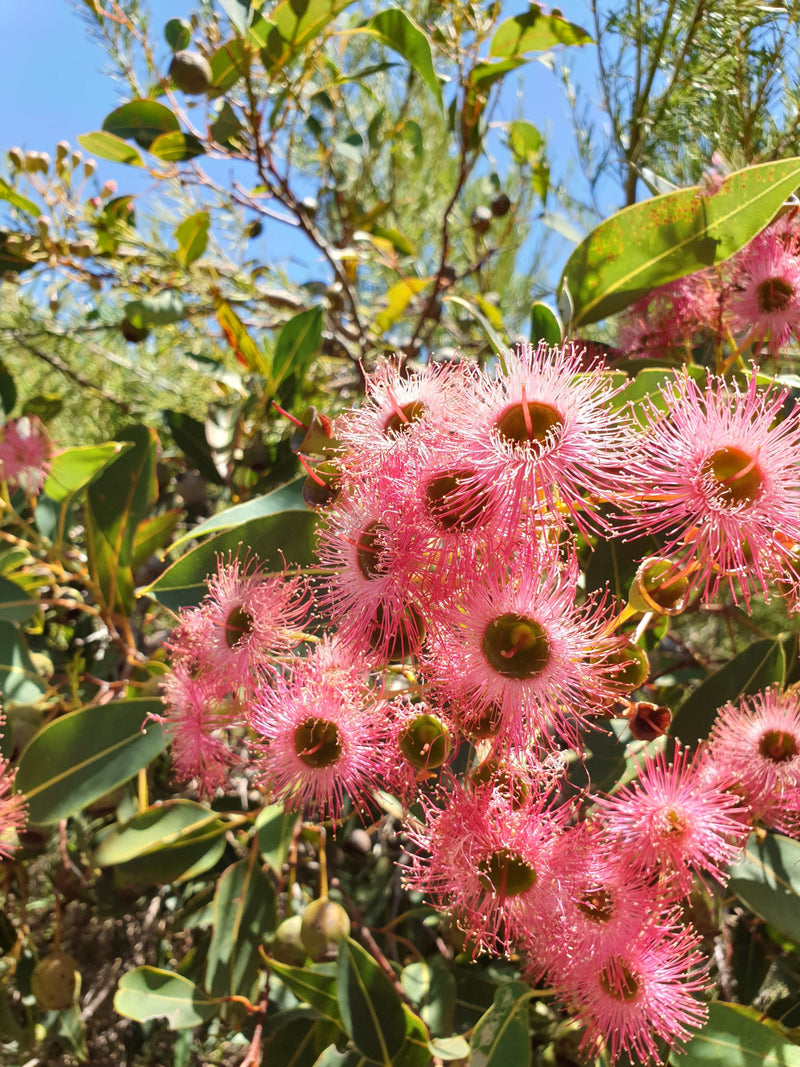 Pink Corymbia Ficifolia Flower seeds for Planting - Cut Flower Favorite, Heirloom & GMO Free Seeds for Home Garden