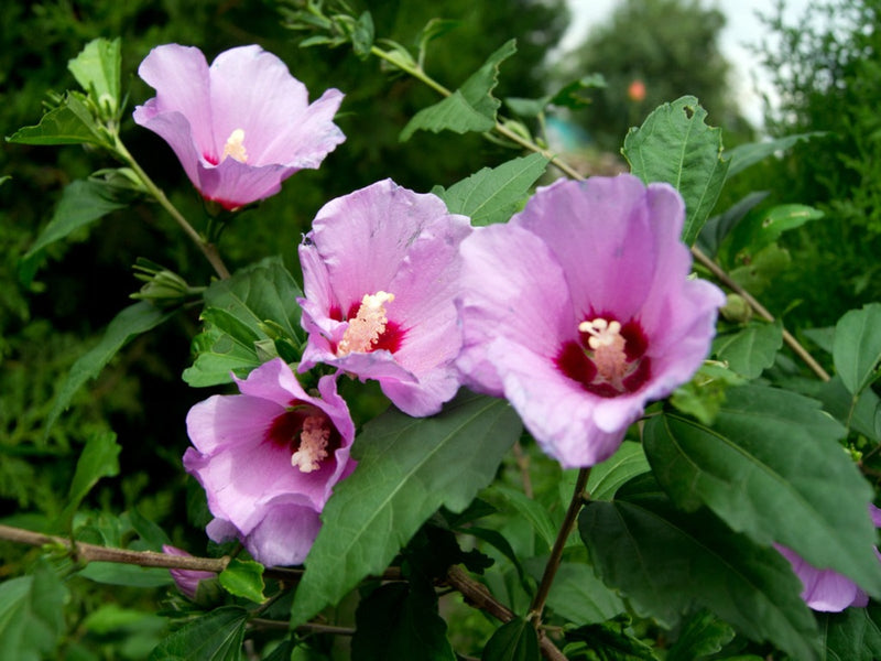 Rose of Sharon Hibiscus Seeds Flower seeds for Planting Low Maintenance Heirloom & GMO Free Seeds for Home Garden