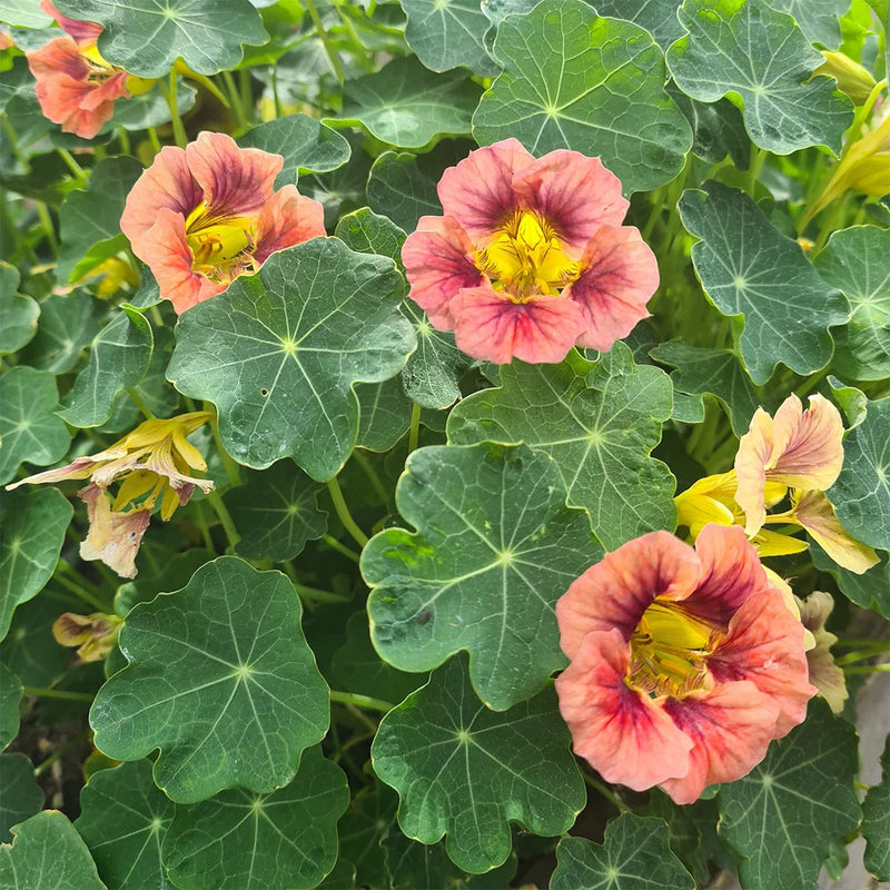 Burgundy Nasturtium Flower Seeds for Planting Sun Loving Heirloom & GMO Free Seeds for Home Garden
Sale