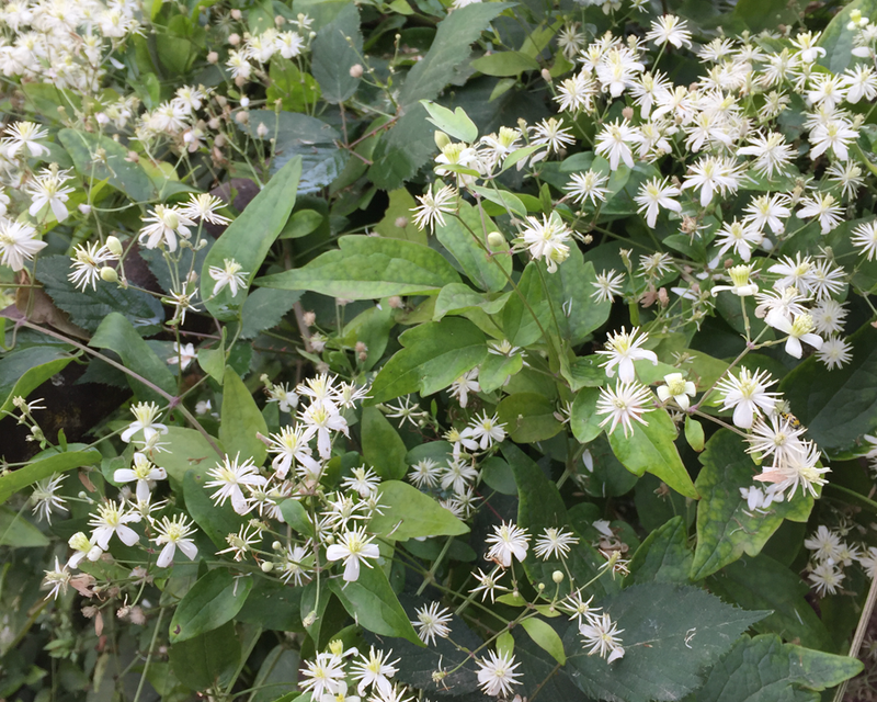 Old (Old Man’s) seeds for planting in home garden