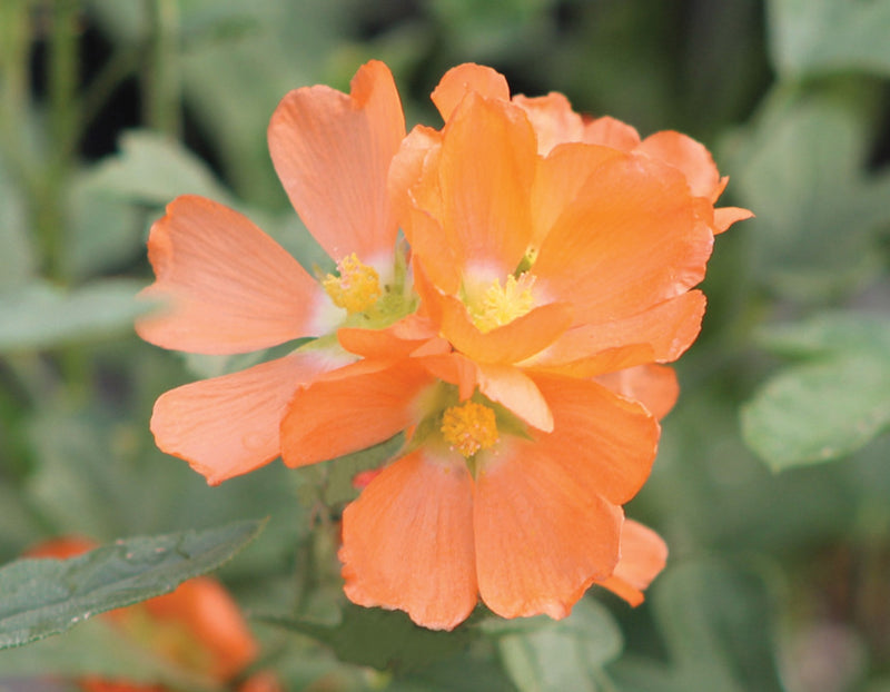 Orange Sphaeralcea Flower seeds for Planting - Cottage Garden Essential, Heirloom & GMO Free Seeds for Home Garden