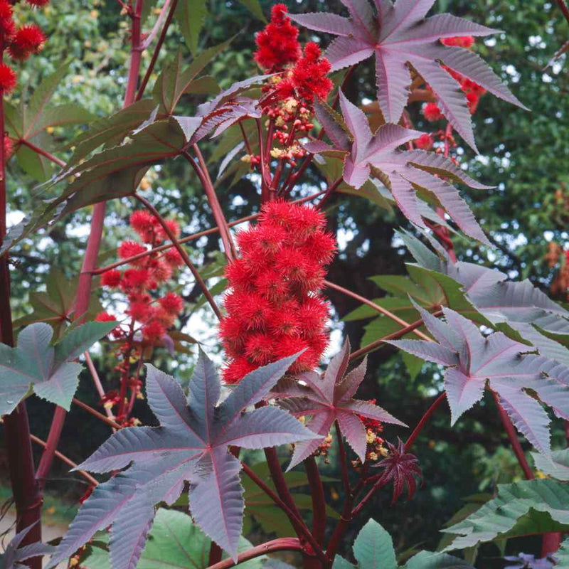 Castor Flower seeds for Planting - Low Maintenance, Heirloom & GMO Free Seeds for Home Garden
Sale for planting in home garden.