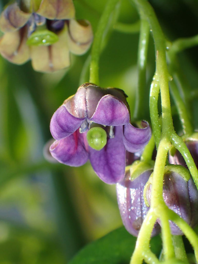 Cyphomandra Flower seeds for Planting - Pollinator Friendly, Heirloom & GMO Free Seeds for Home Garden