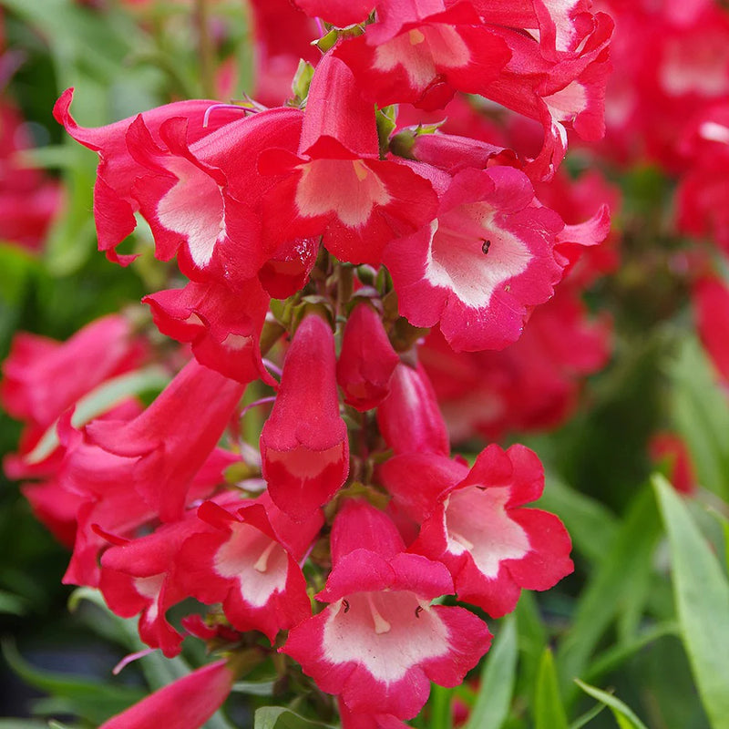 Penstemon Flower seeds for Planting Easy to Grow Heirloom & GMO Free Seeds for Home Garden
Sale