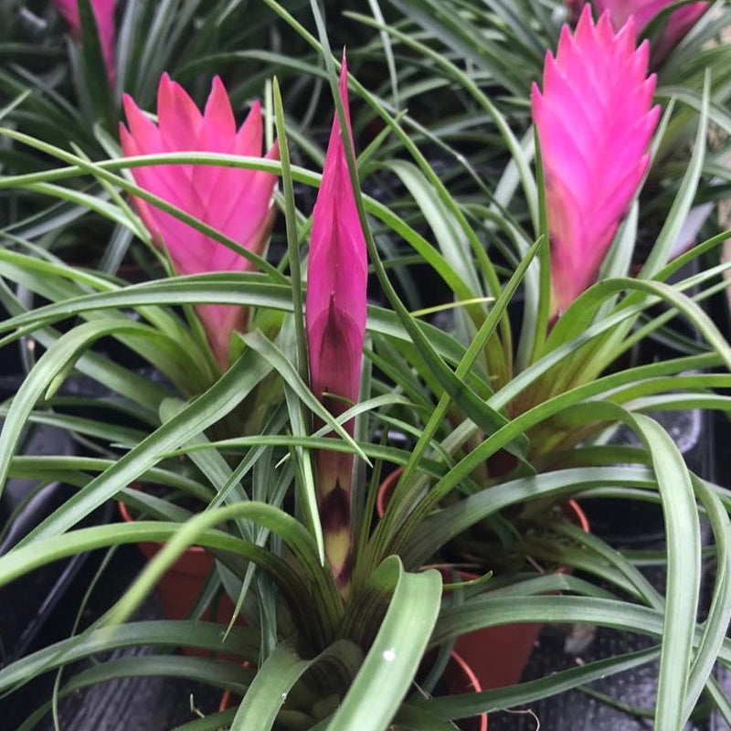 Pink Tillandsia Cyanea Flower seeds for Planting - Vibrant Colors, Heirloom & GMO Free Seeds for Home Garden
Sale for planting in home garden