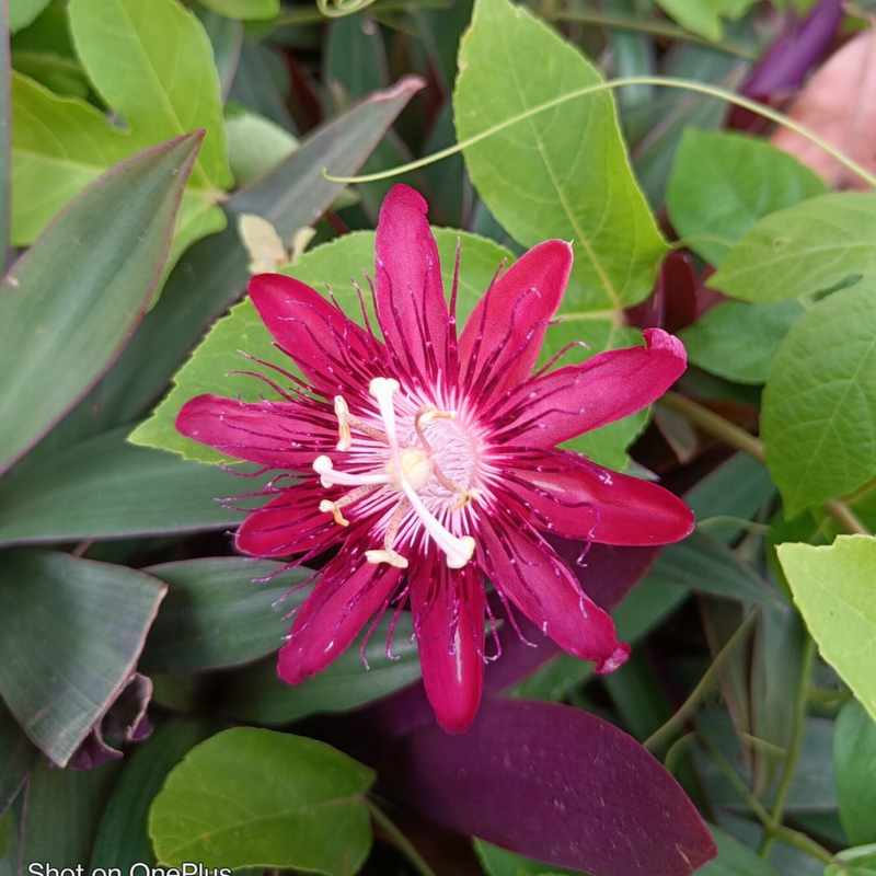 Pink White Passion Flower seeds for Planting - Vibrant Colors, Heirloom & GMO Free Seeds for Home Garden