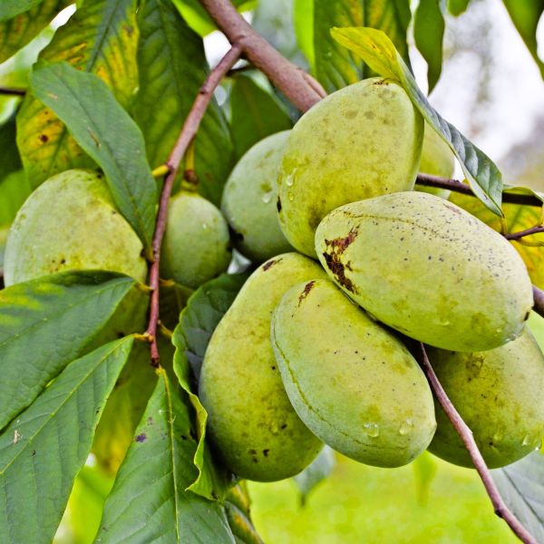 Pawpaw Fruit Seeds for Planting Grow Exotic Tropical Fruit at Home