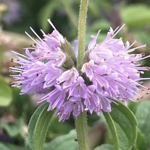 Pennyroyal Flower seeds for Planting Sun Loving Heirloom & GMO Free Seeds for Home Garden