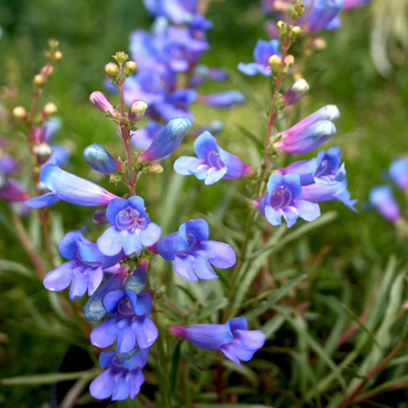 Blue Heterophyllus Flower seeds for Planting - Hardy Variety, Heirloom & GMO Free Seeds for Home Garden
Sale for planting in home garden