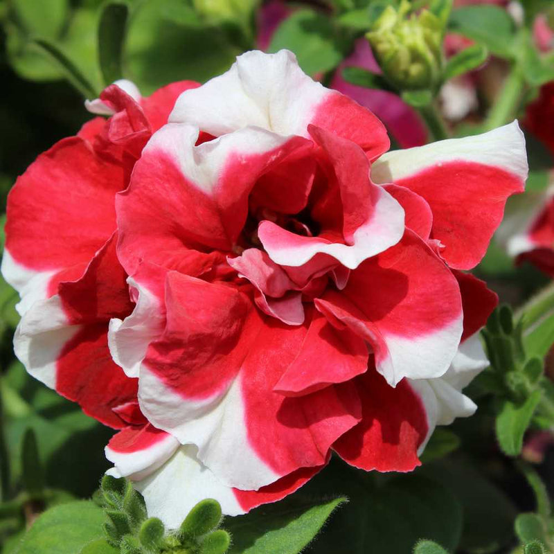 Multi-Flowered Double-Petal Petunia Seeds for Planting - Garden Blooms