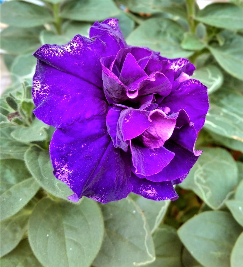 Double Flower Violet Petunia Seeds for Planting