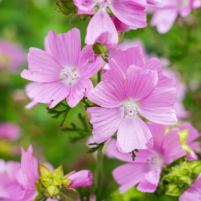 Malva Moschata Seeds for Home Gardens