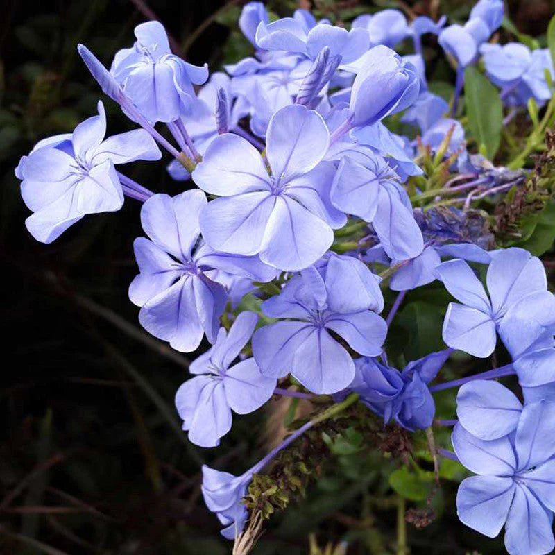 Light Purple Auriculata Flower seeds for Planting Low Maintenance Heirloom & GMO Free Seeds for Home Garden
Sale