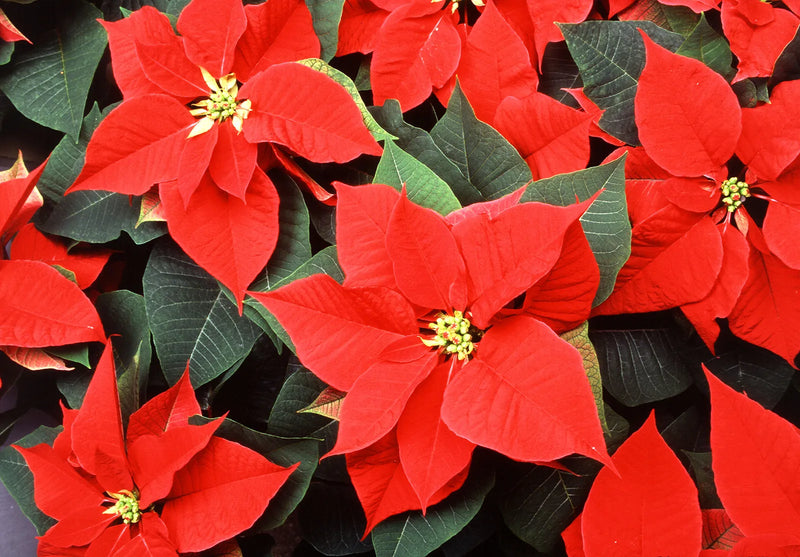Poinsettia Flower seeds for Planting, Low Maintenance Heirloom & GMO Free Seeds for Home Garden