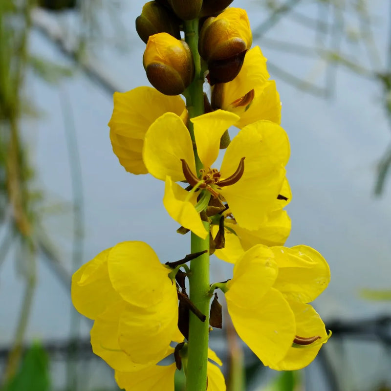 Yellow Didymobotrya Flower seeds for Planting - Cottage Garden Essential, Heirloom & GMO Free Seeds for Home Garden