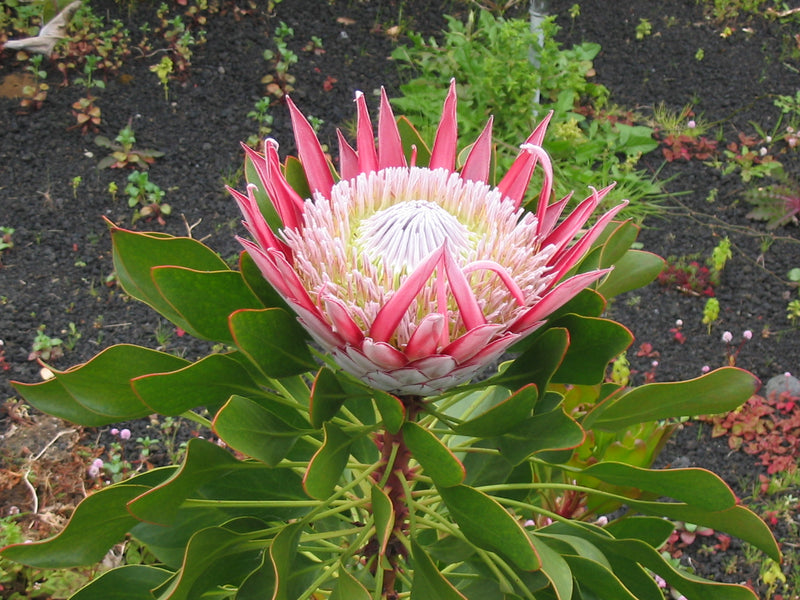 Protea Cynaroides Flower seeds for Planting - Bright Blooms, Heirloom & GMO Free Seeds for Home Garden