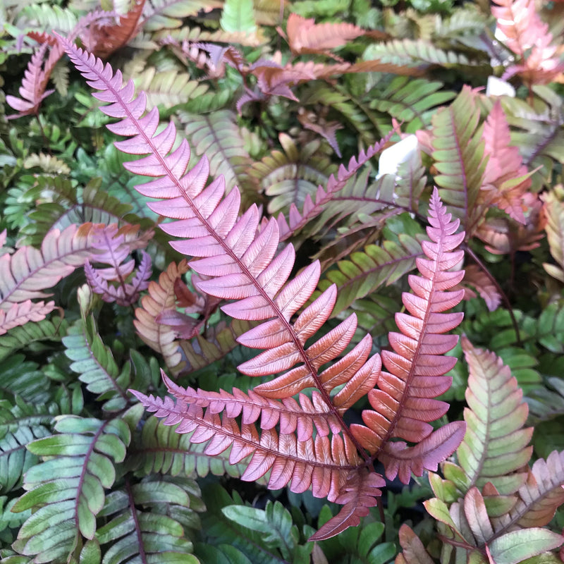 Red Purple Pteris Flower seeds for Planting - Cottage Garden Essential, Heirloom & GMO Free Seeds for Home Garden